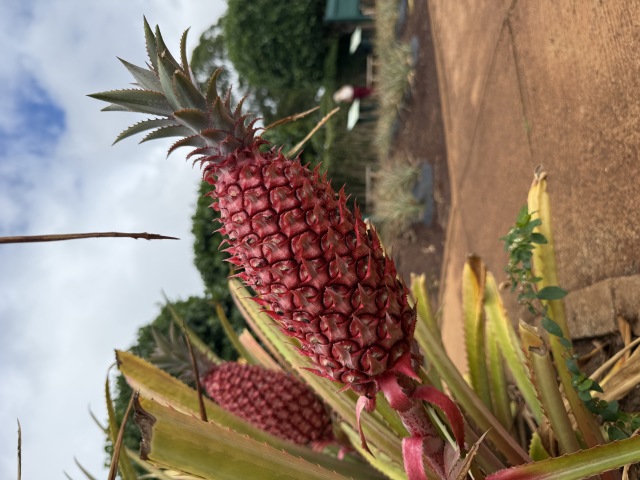 Dole Plantation(ドール・プランテーション)の店舗画像