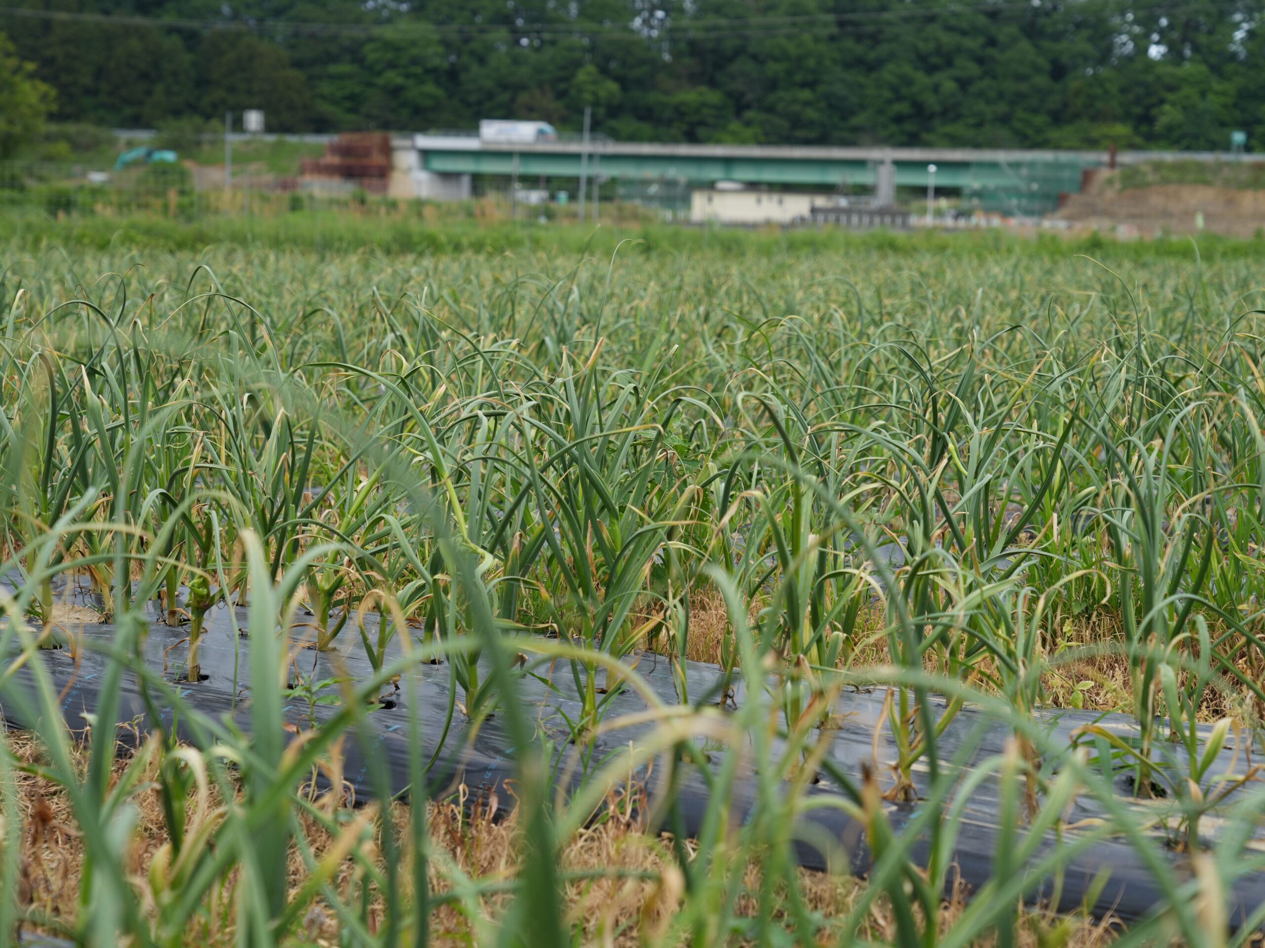 この秋の二大ツアー！福島県浪江町浜通り美食倶楽部ツーリズム＆●●●！